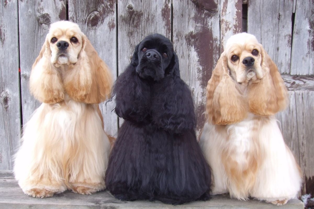 Щенок спаниеля заглядывает в коробку