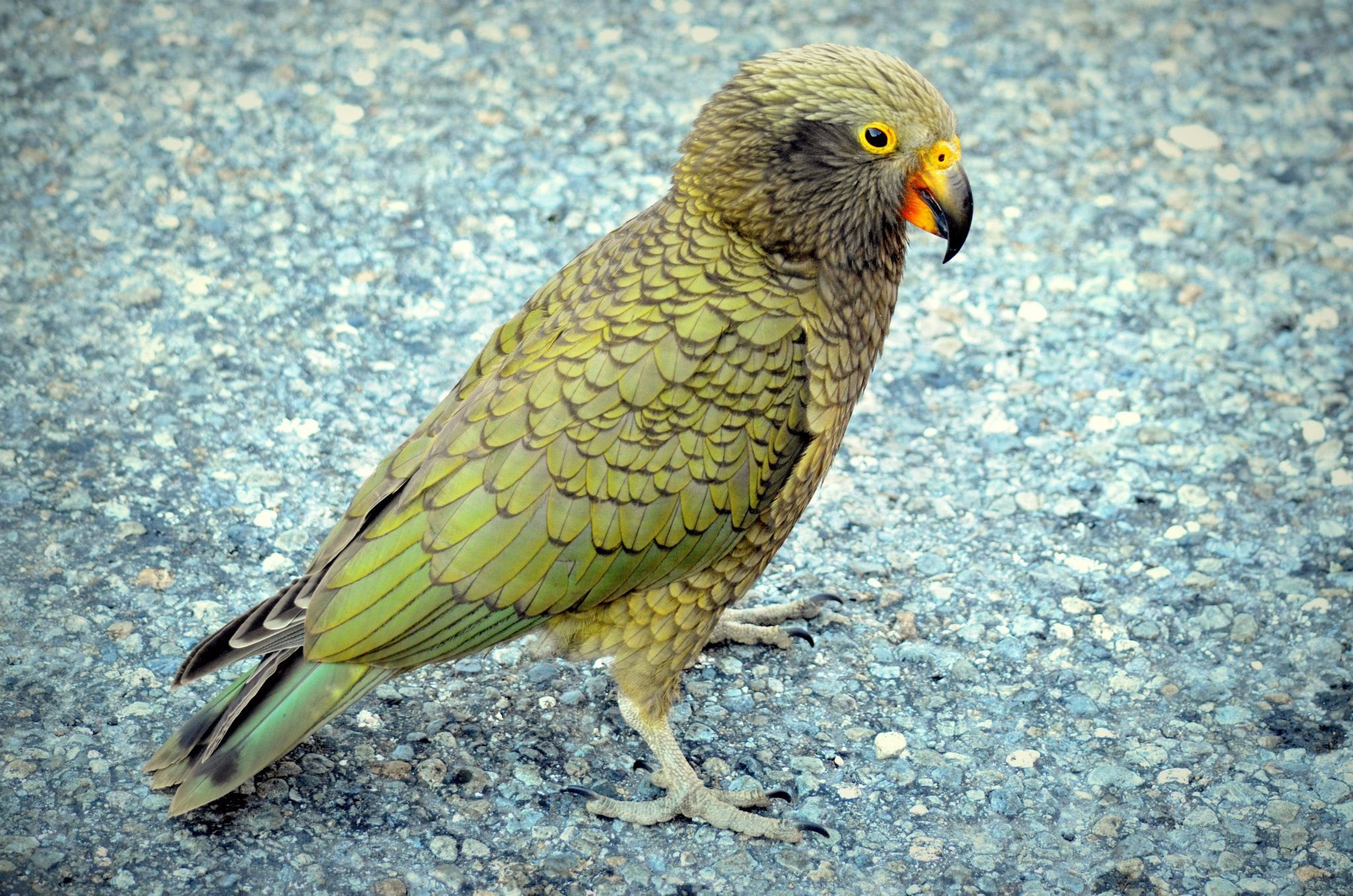 Попугай хищник. Новозеландский попугай Кеа. Хищный попугай Кеа. Австралийские попугаи Кеа.