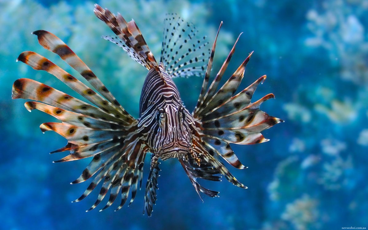 Голожаберный моллюск Тритон