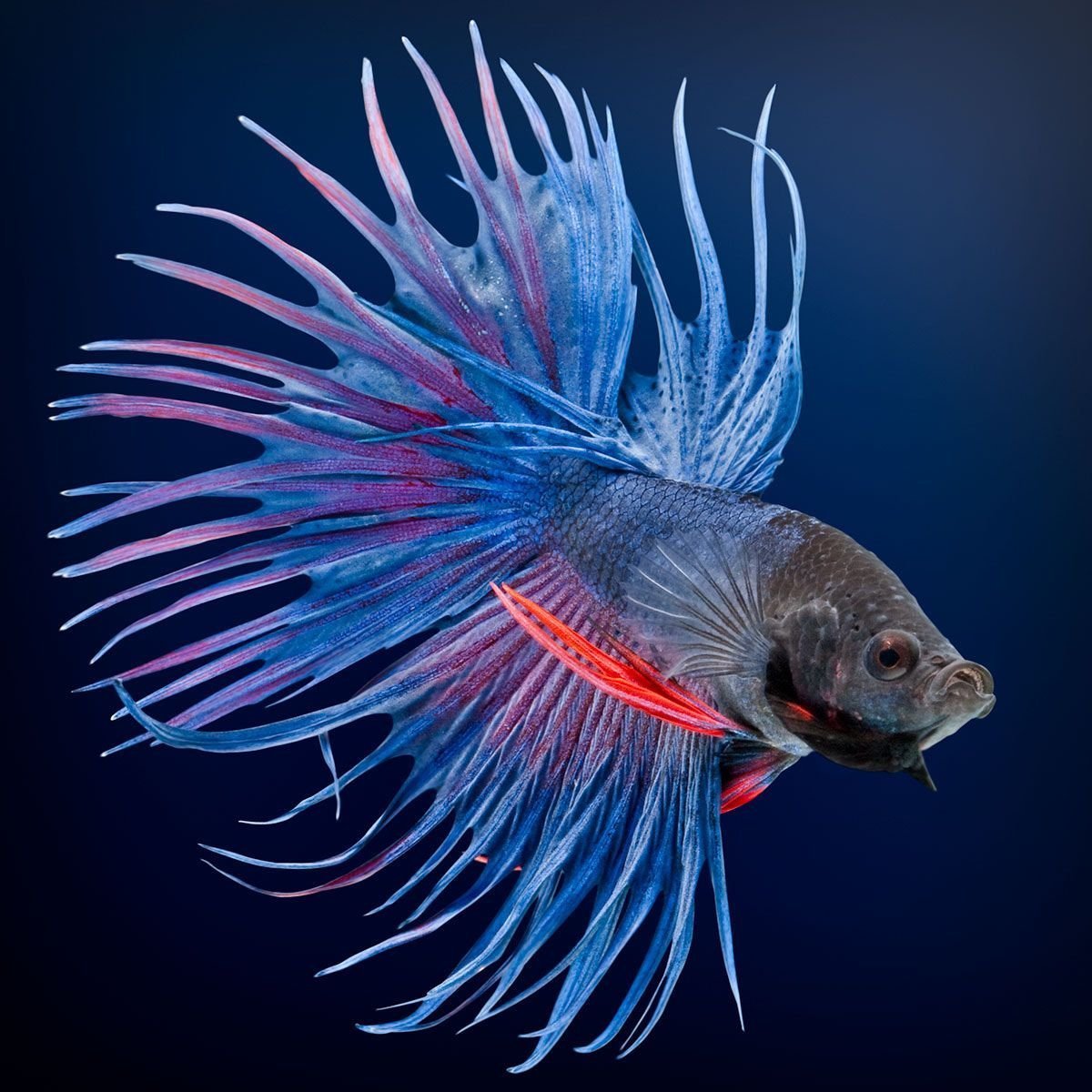 Карп кои вуалевый