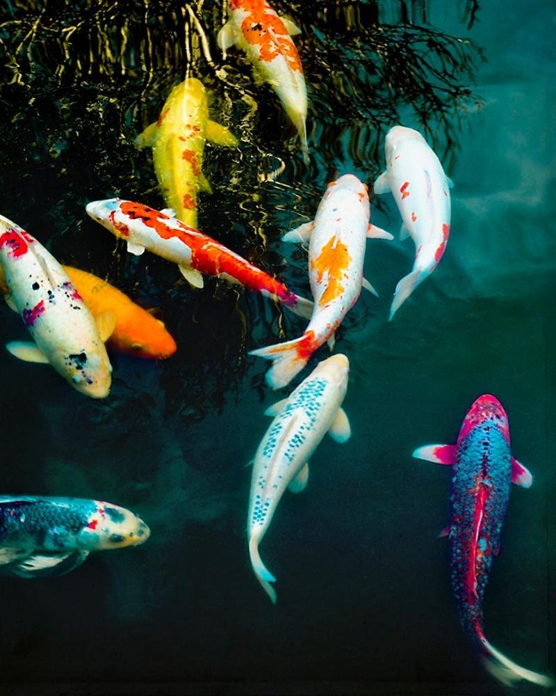 Карпы кои Шисуи