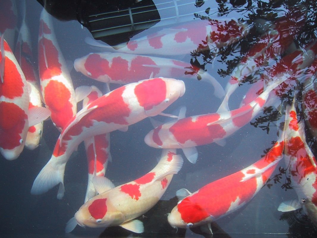 Риф Туббатаха подводный мир