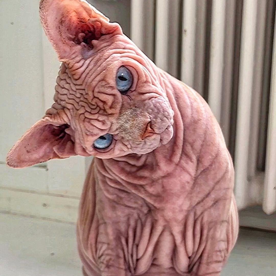 Сфинкс кошка морщинистая