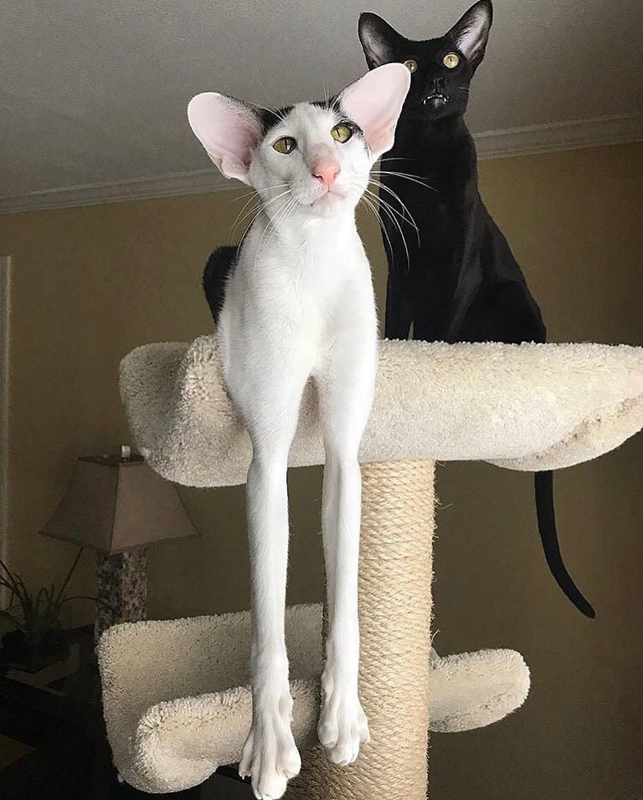 Египетская Ориентальная кошка