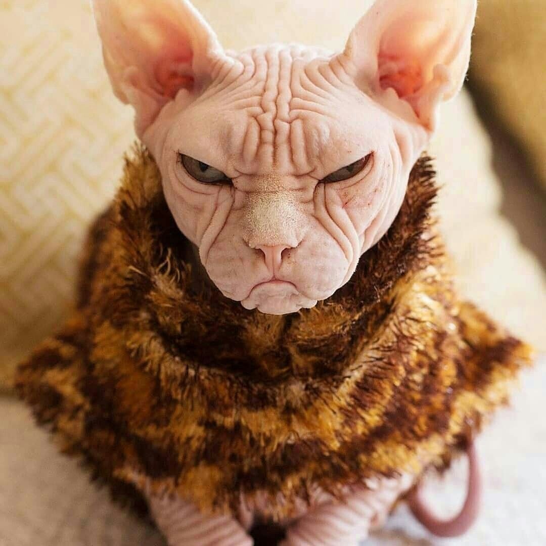 Сфинкс Локи