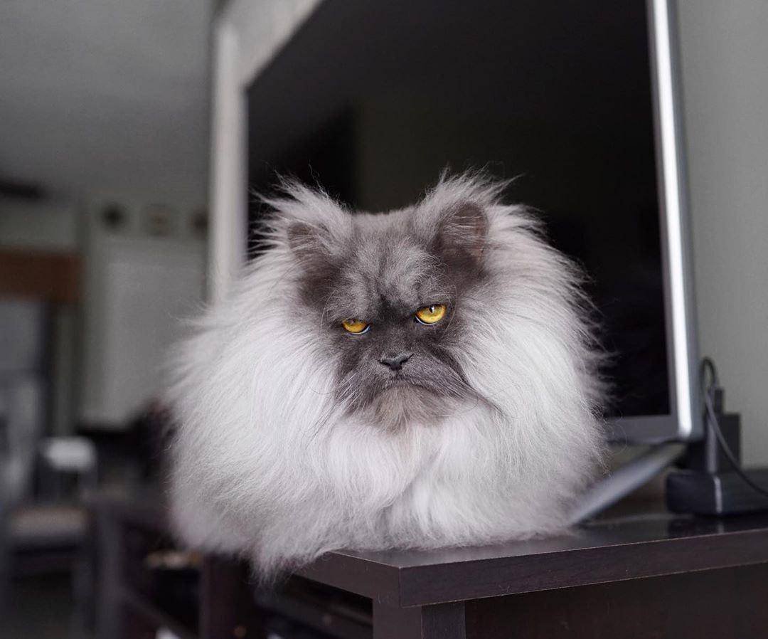 Самый страшный кот в мире