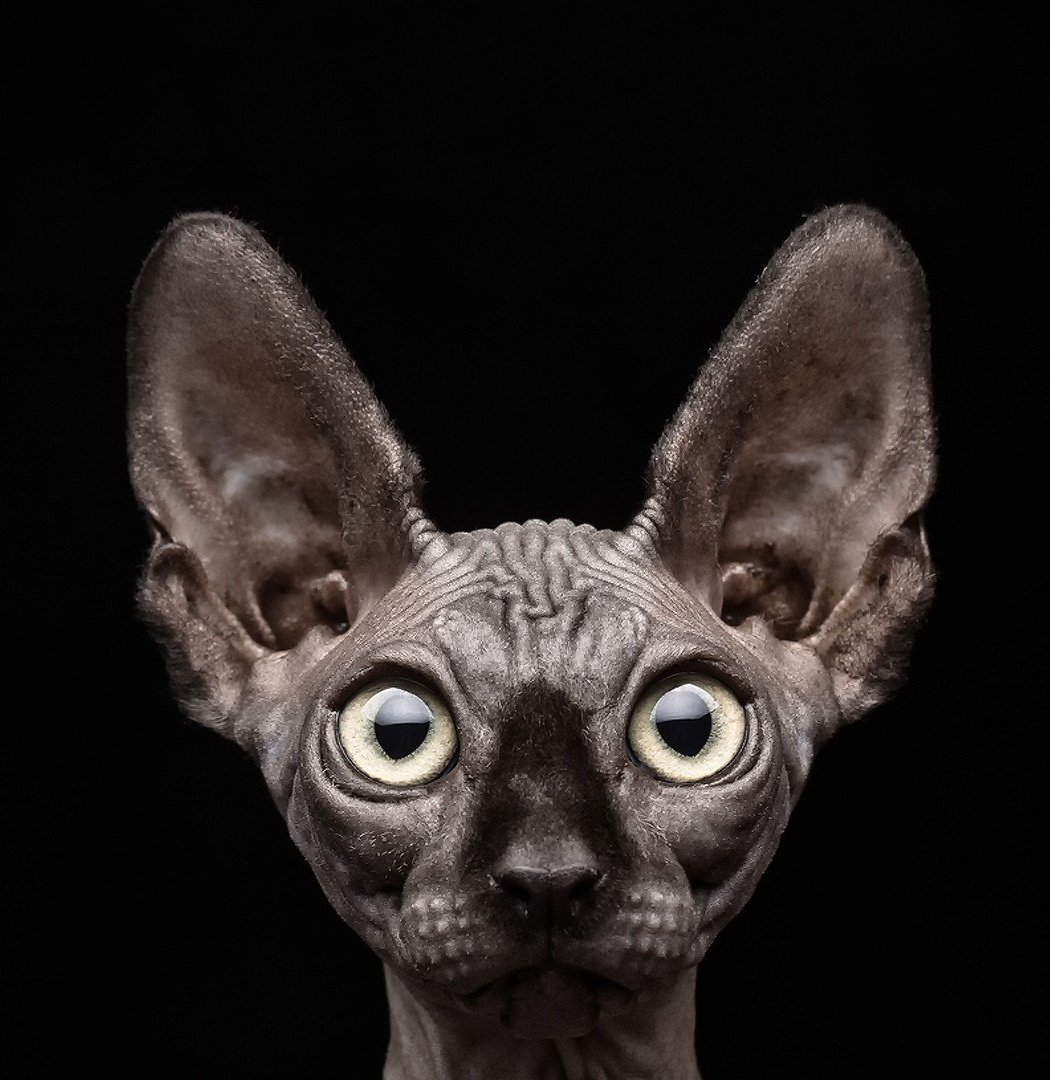 Чёрный сфинкс кошка