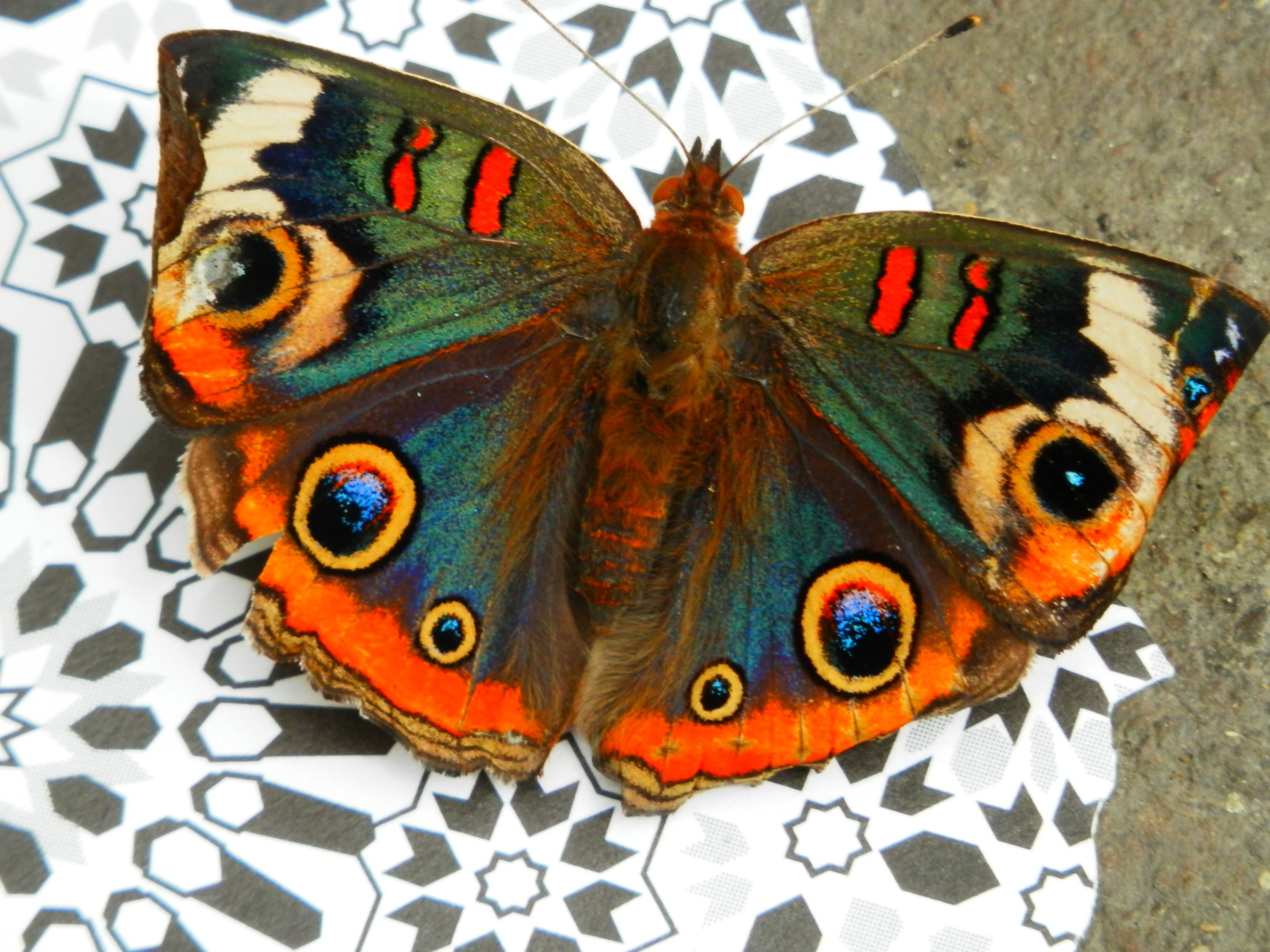 Разные крылья бабочек. Узоры на крыльях бабочки. Крылья бабочки. Разноцветные бабочки. Красивые узоры на крыльях бабочки.