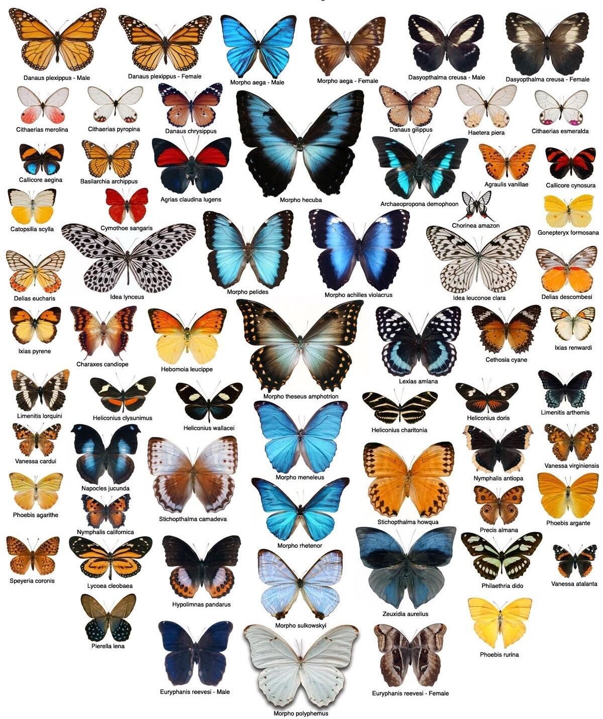 Породы бабочки: названия, описание, фото