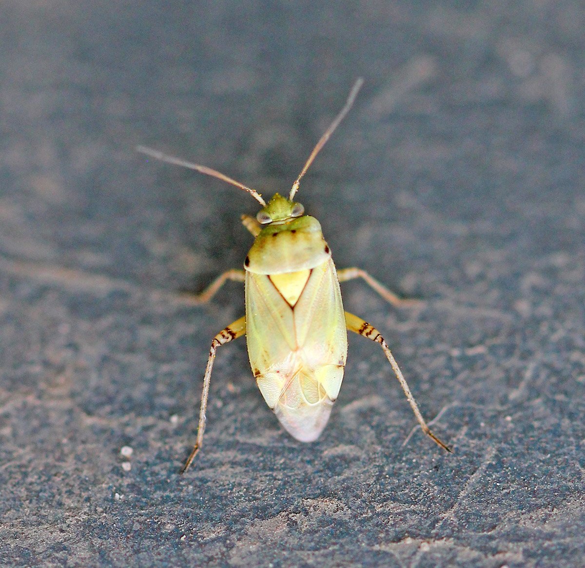 Клоп травяной слепняк