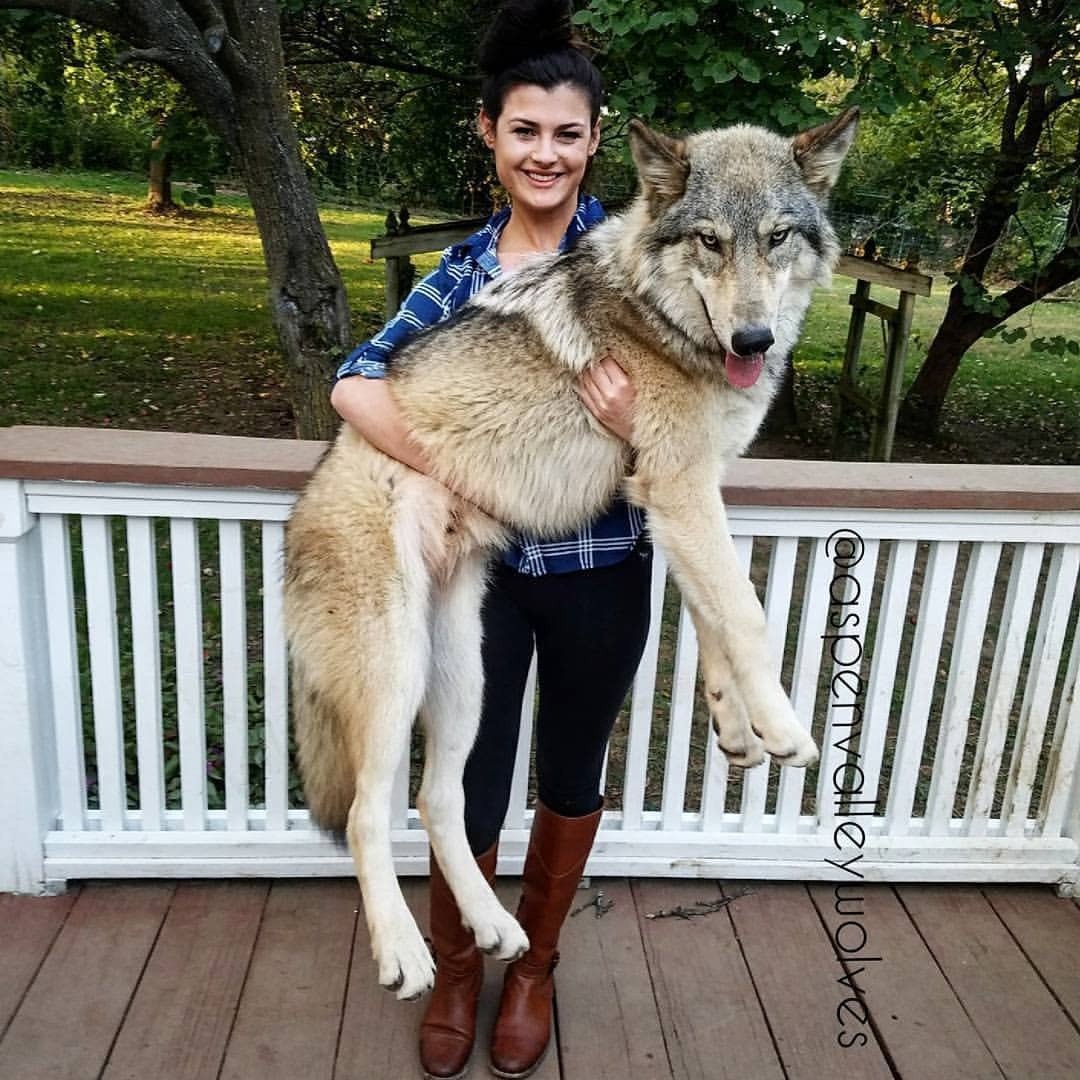 Волкособ Юки