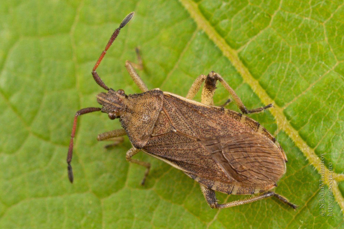 Клоп щитник зеленый древесный