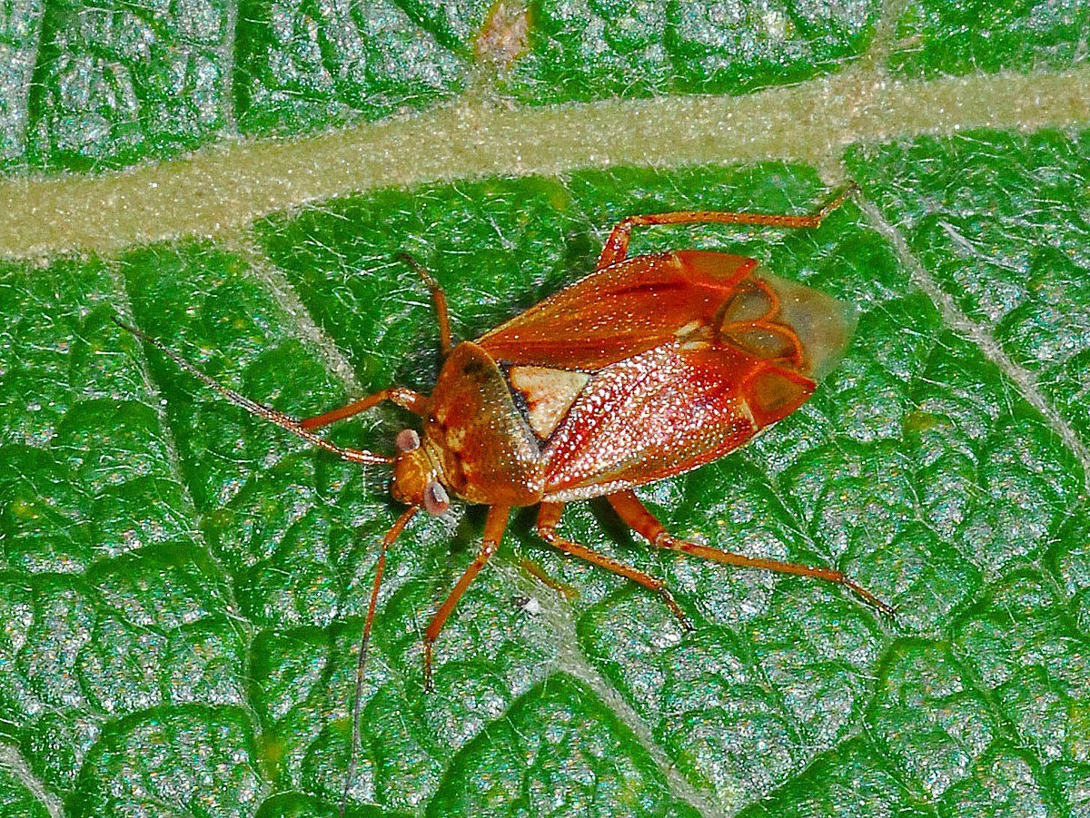 Plant species and their relationship to Pests