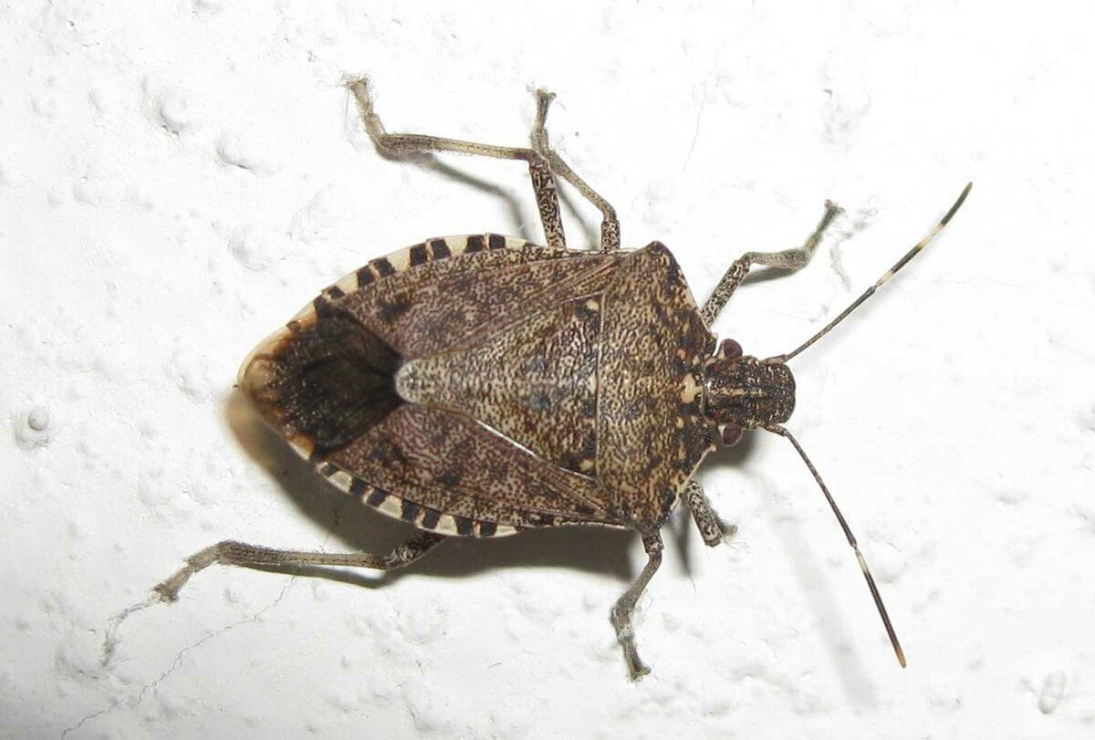 Клоп слепняк Жук