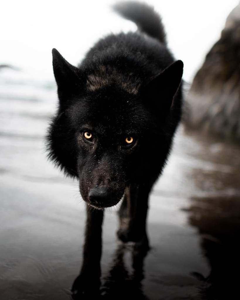 Порода вольфхунд