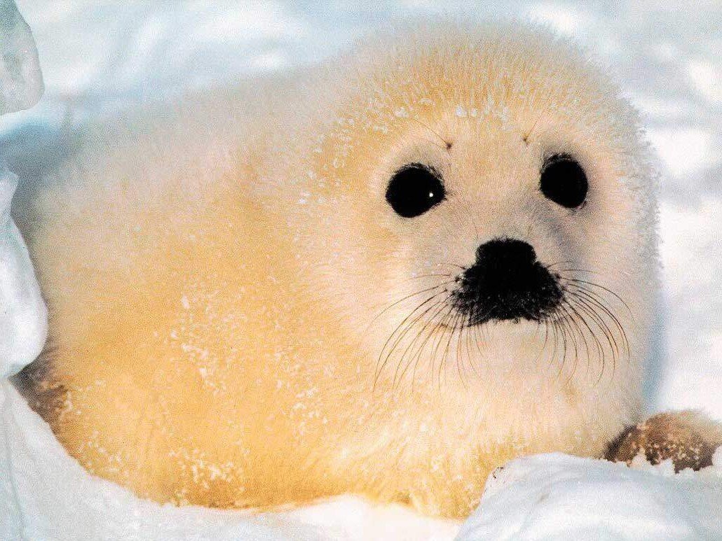 Кольчатая Нерпа Белек