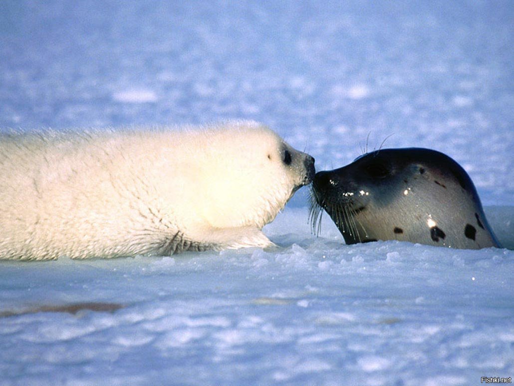 Гренландский тюлень Нерпа