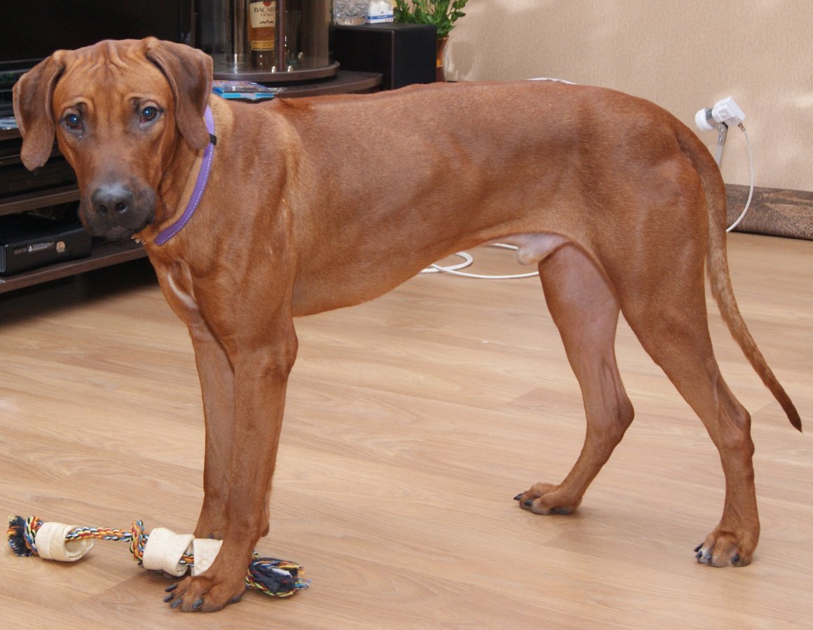 Афганская псовая борзая