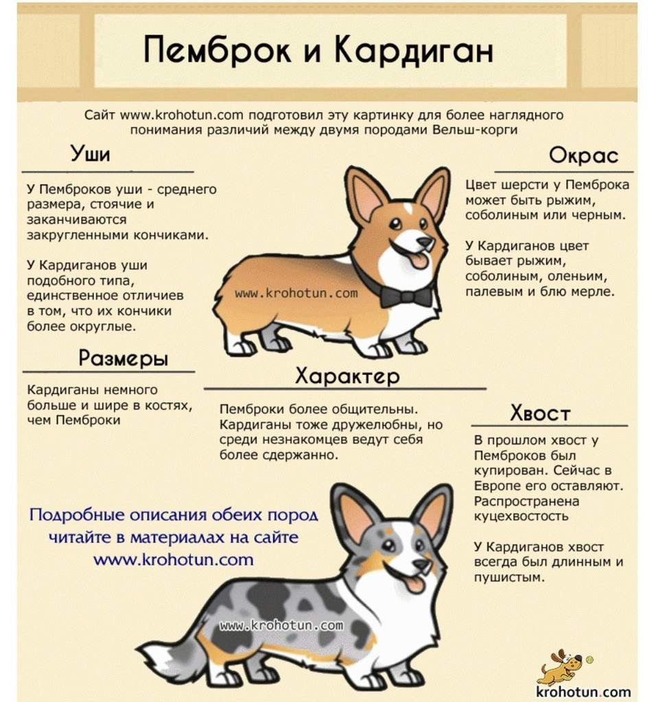 Гипоаллергенные щенки