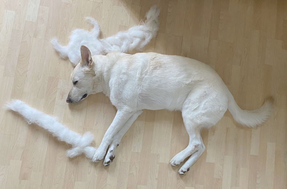 Дивер цоркширшкий терьер