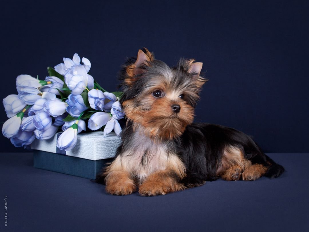 Мини Доберман Цвергпинчер рыжий