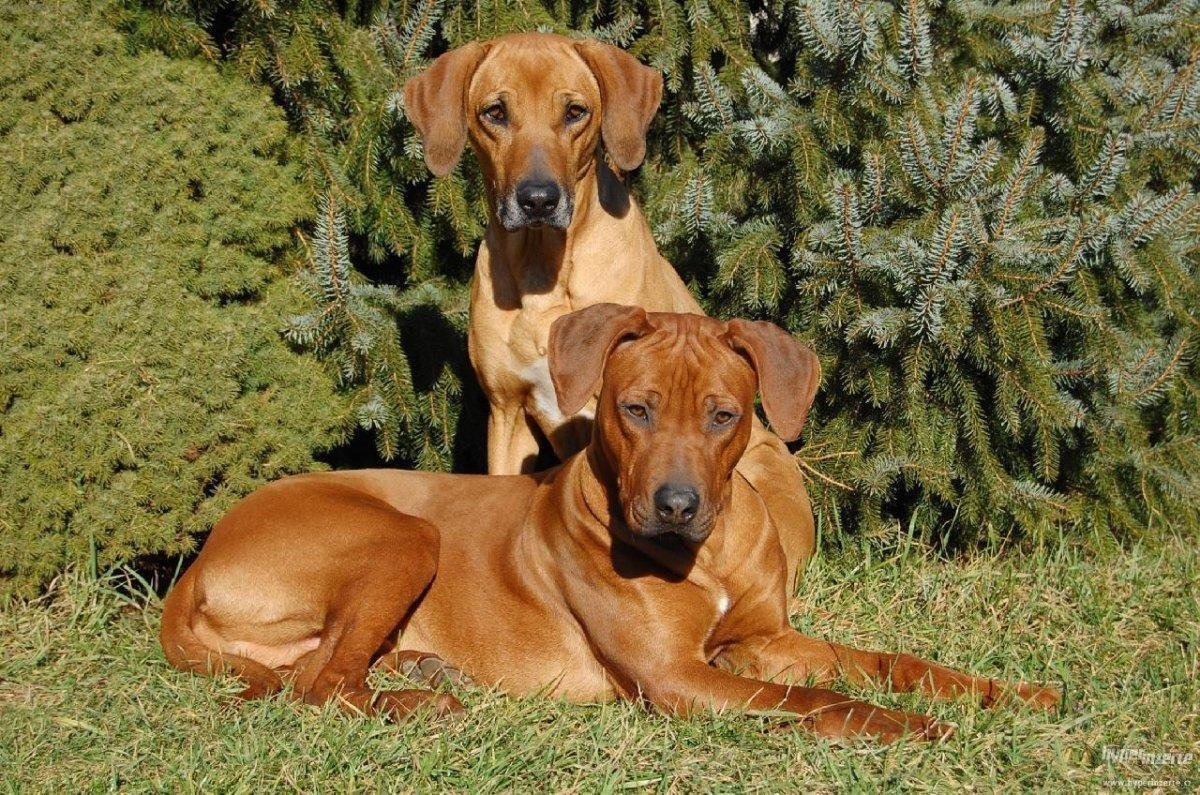 Вельш корги кардиган и пемброк отличия