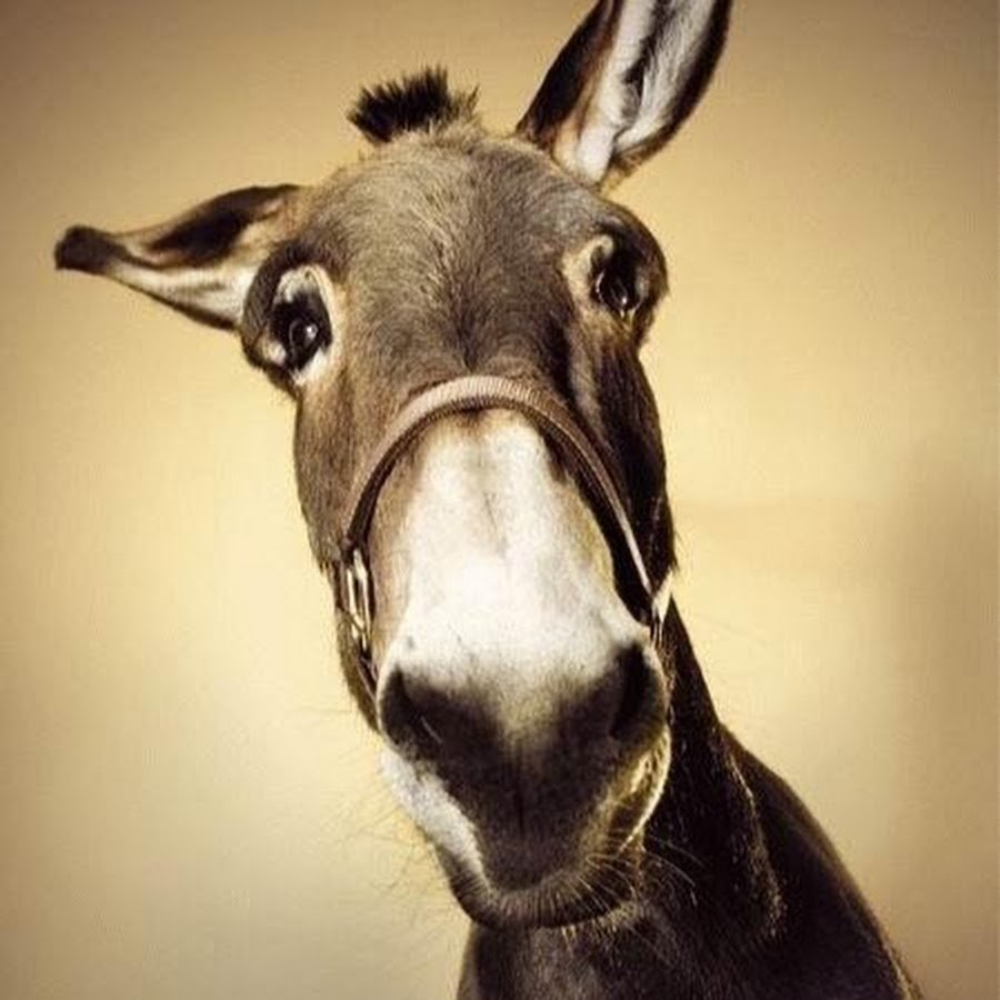 Ослиная морда