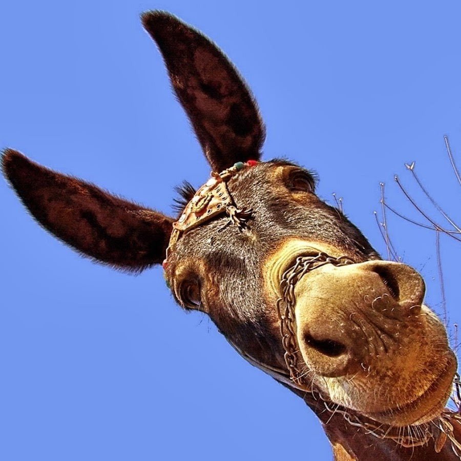 Ишак бородатый