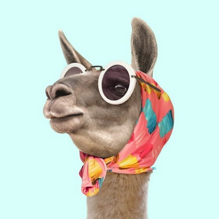 Лама в солнцезащитных очках