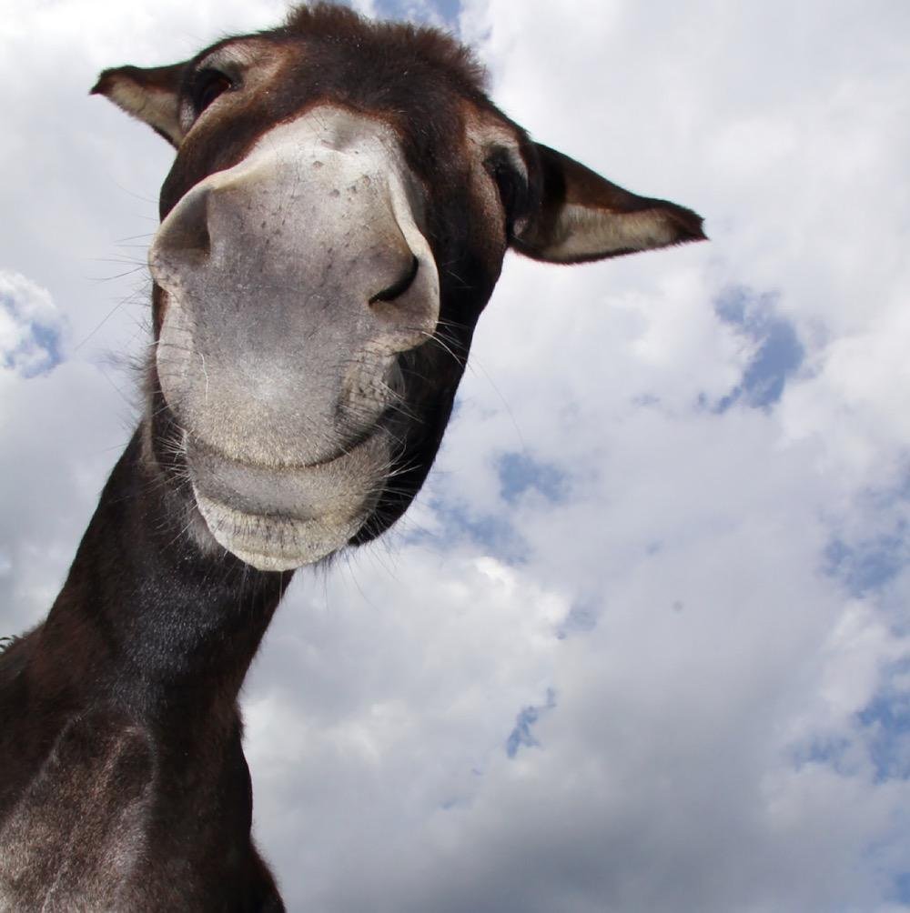 Осел заглядывает