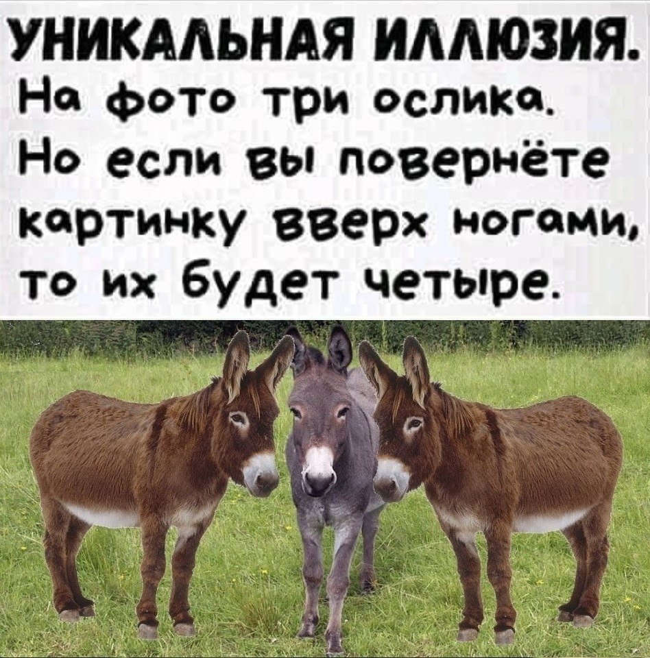 Шутка про ослов