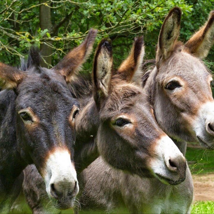 Голова осла