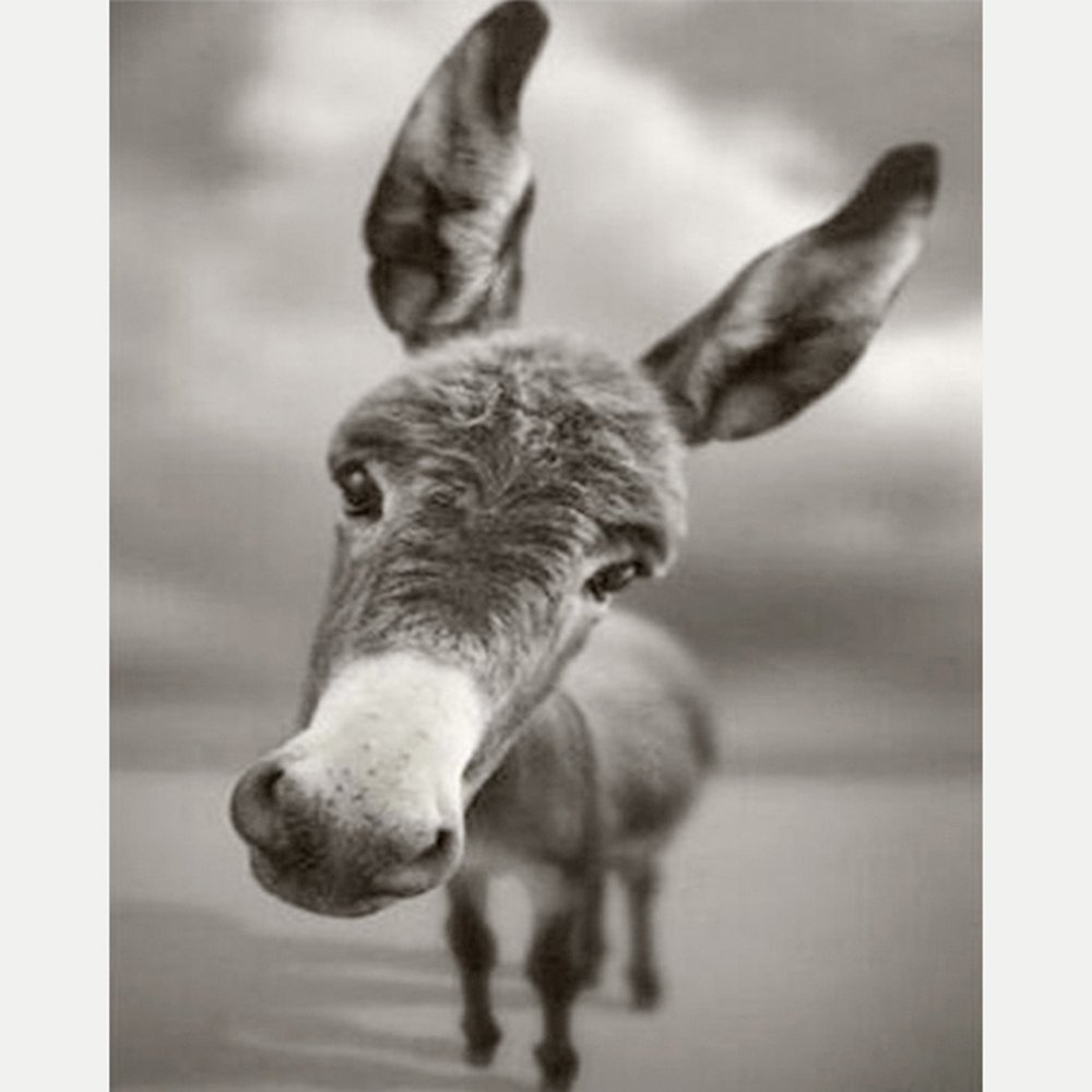 Осел плачет