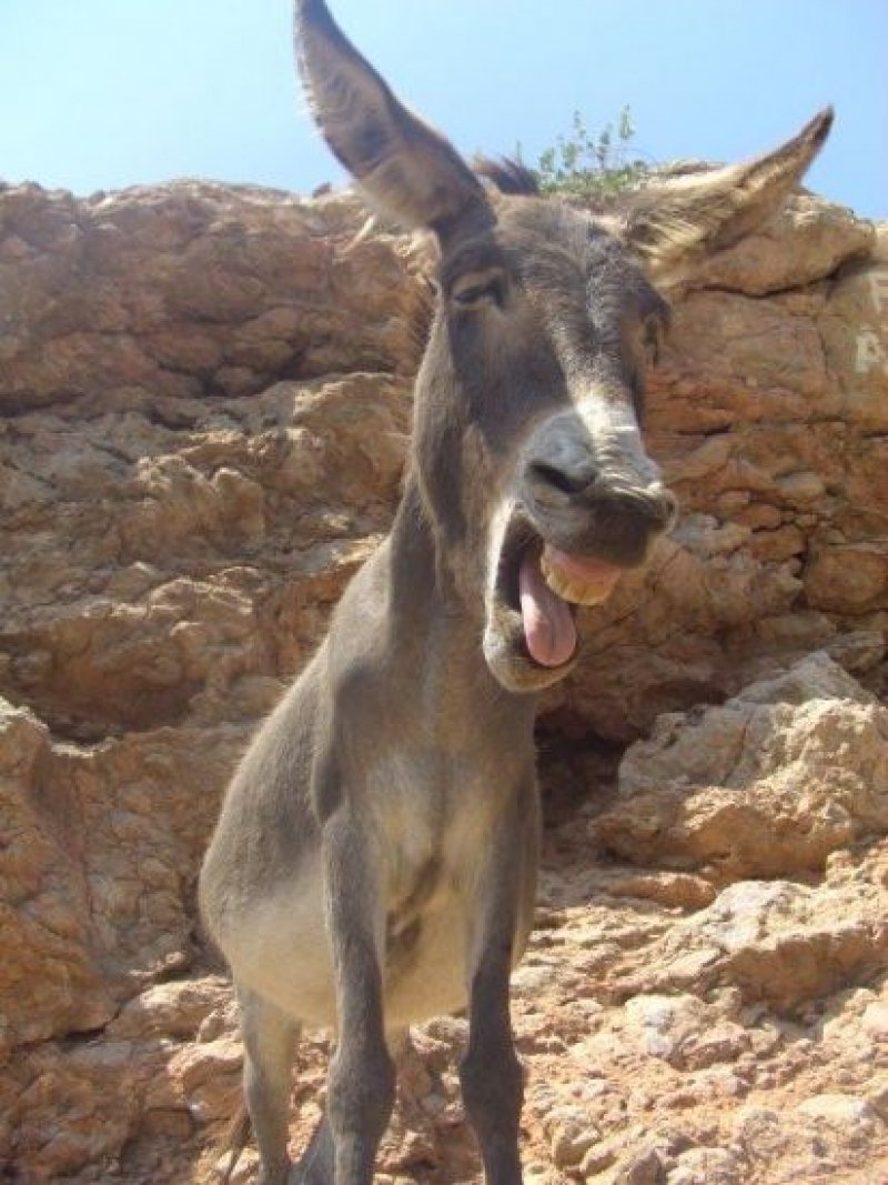 Смешной осел