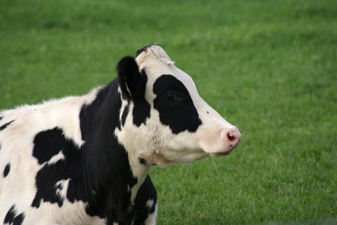 Темно пестрый. Черно-пестрая корова с теленком. Корова голштин. Пятнистая корова. Телята голштинской породы.