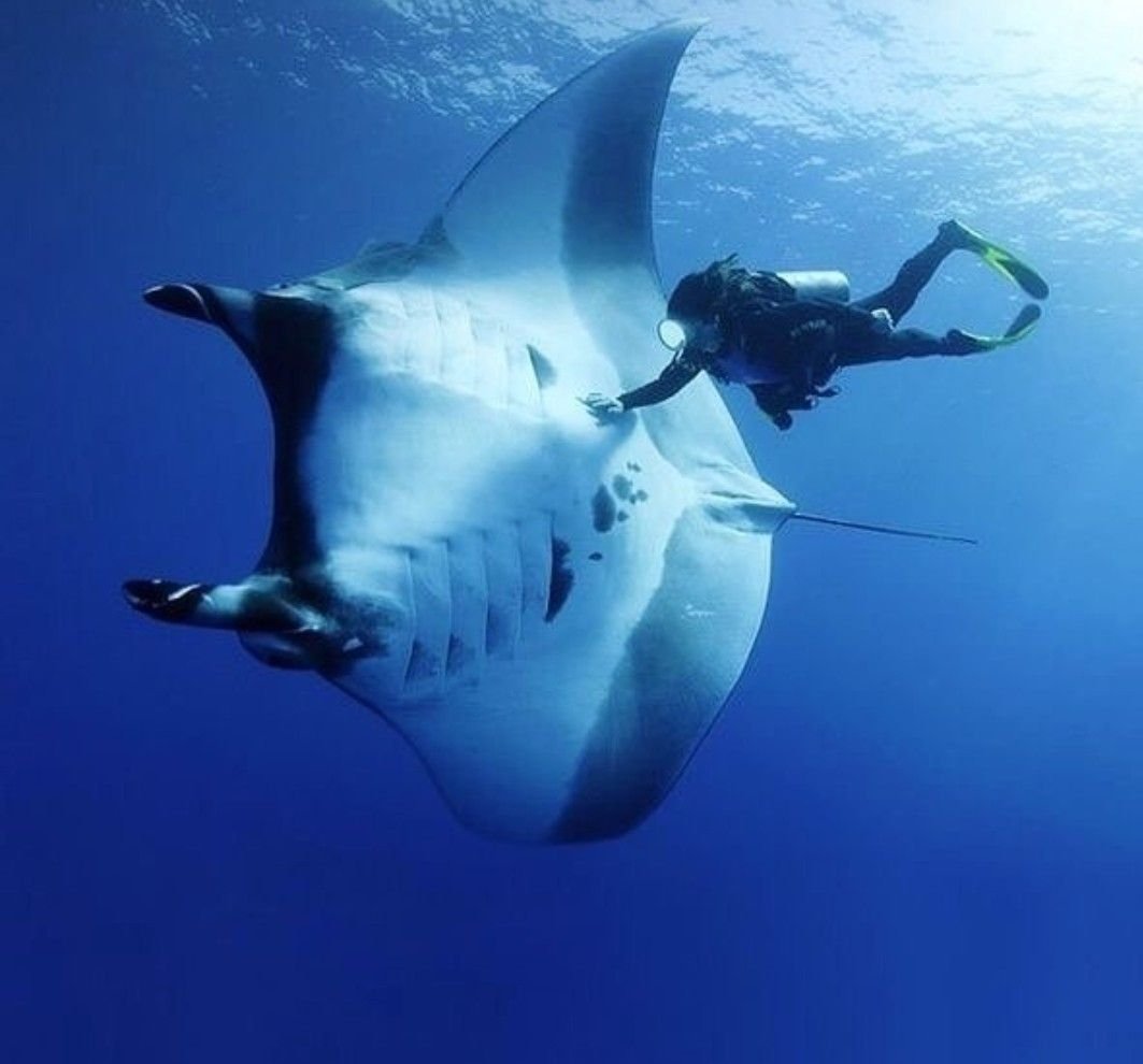 Скат в черном море в Анапе