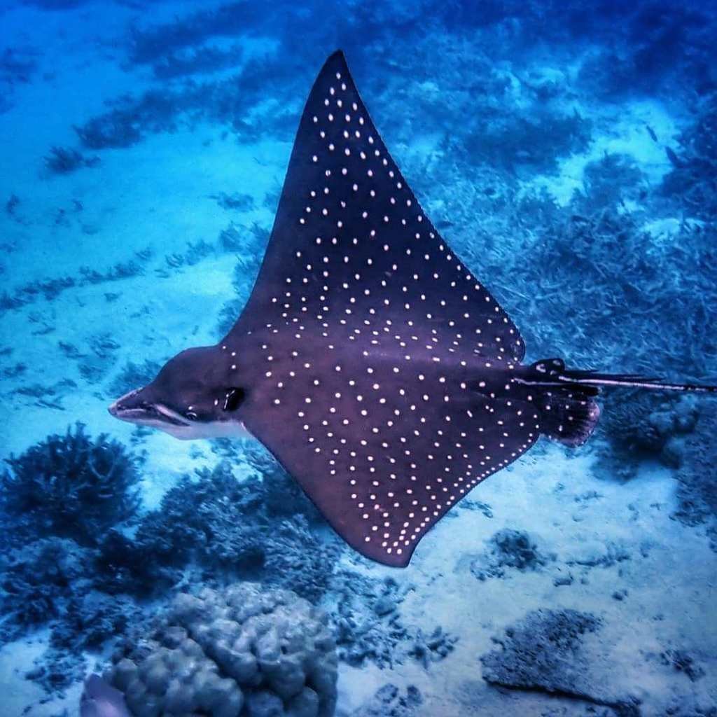 Обыкновенный Скат-орляк