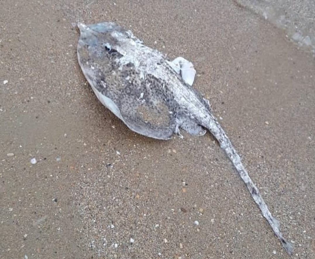 Скат орляк пятнистый Египет