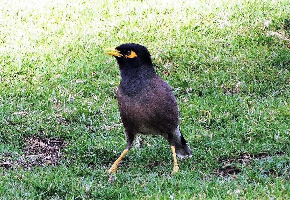 Афганский скворец майна
