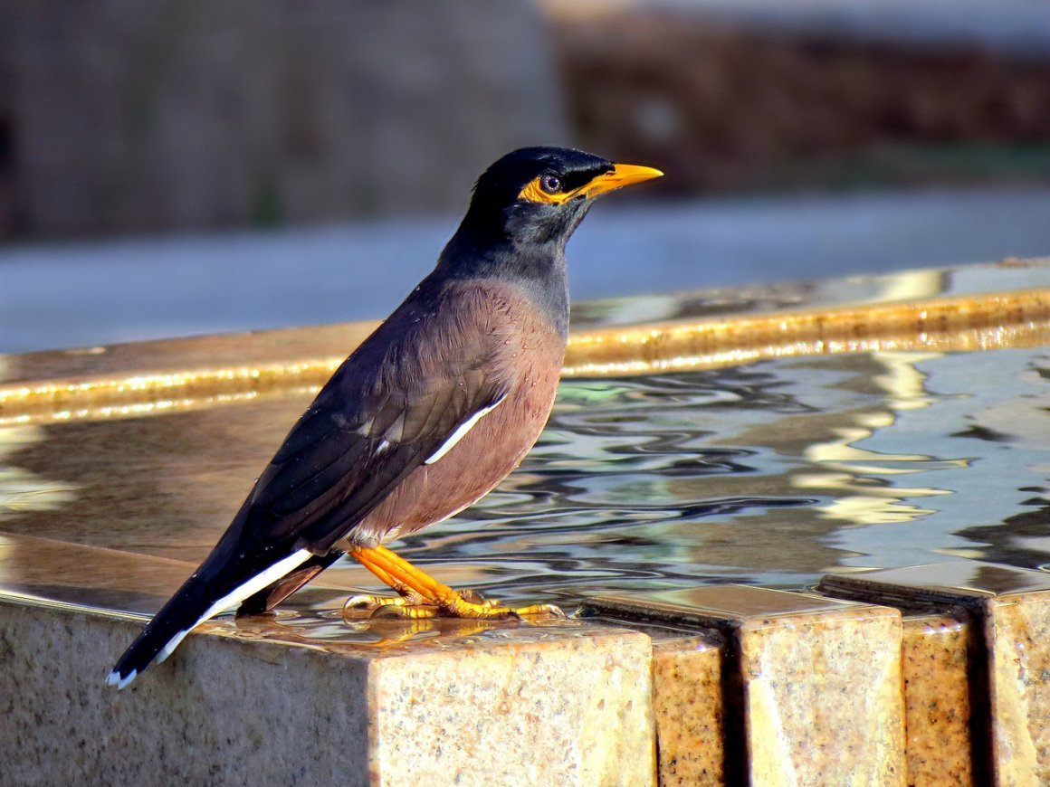 Майнушка птица в Таджикистане