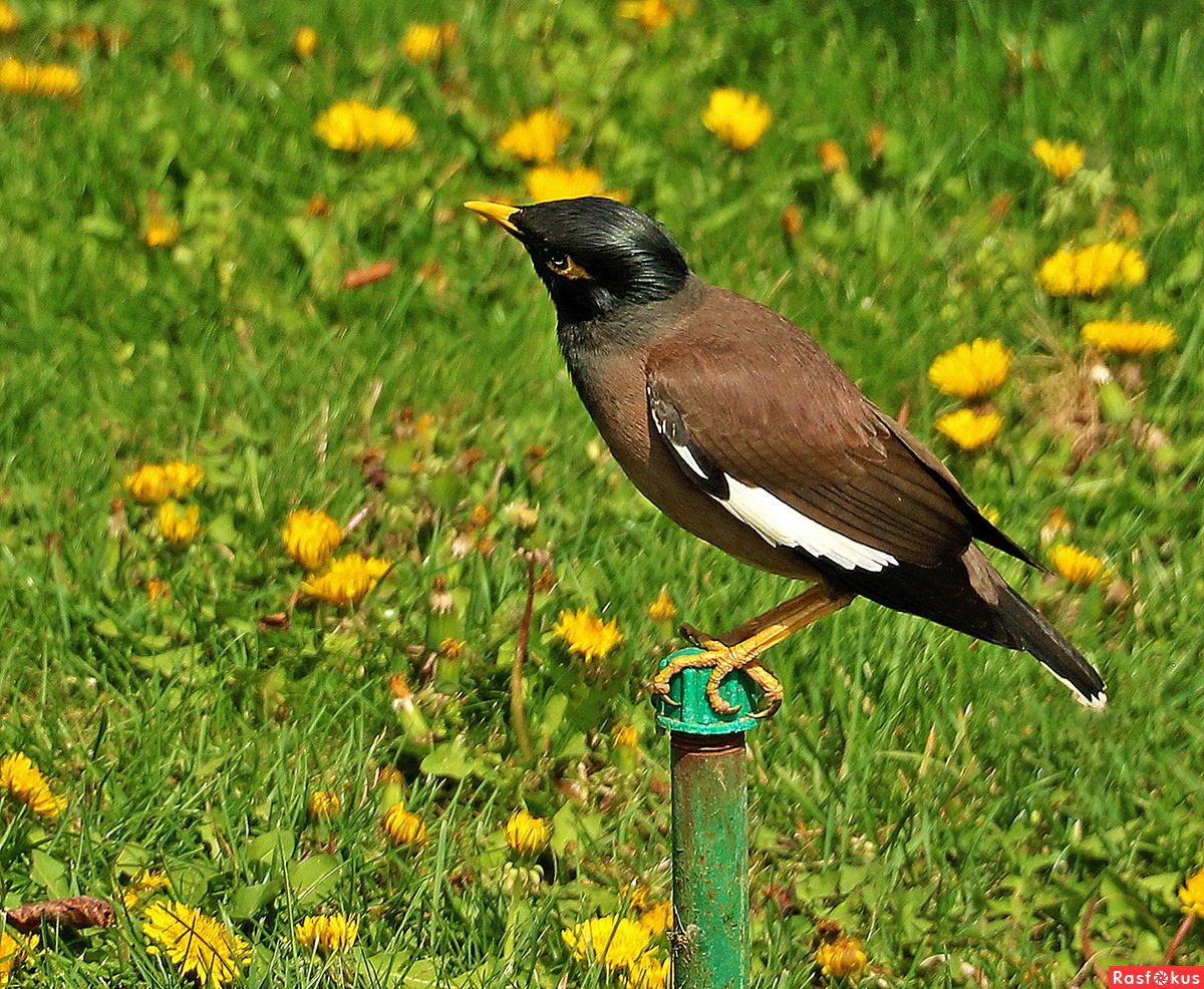 Афганский скворец майна