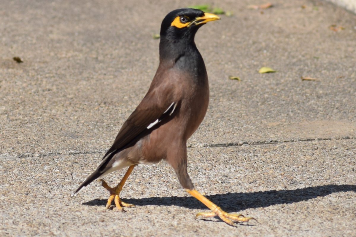 Майна птица