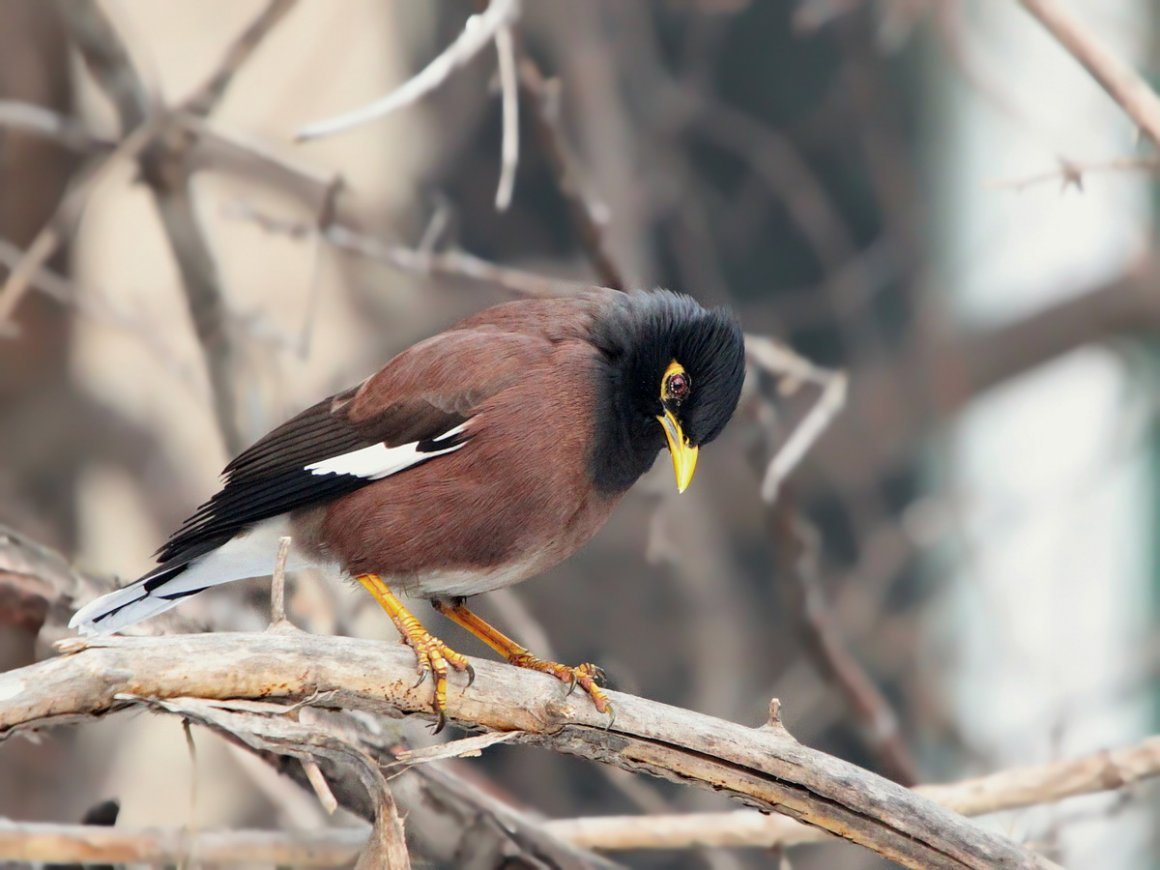 Майна обыкновенная (common Myna).