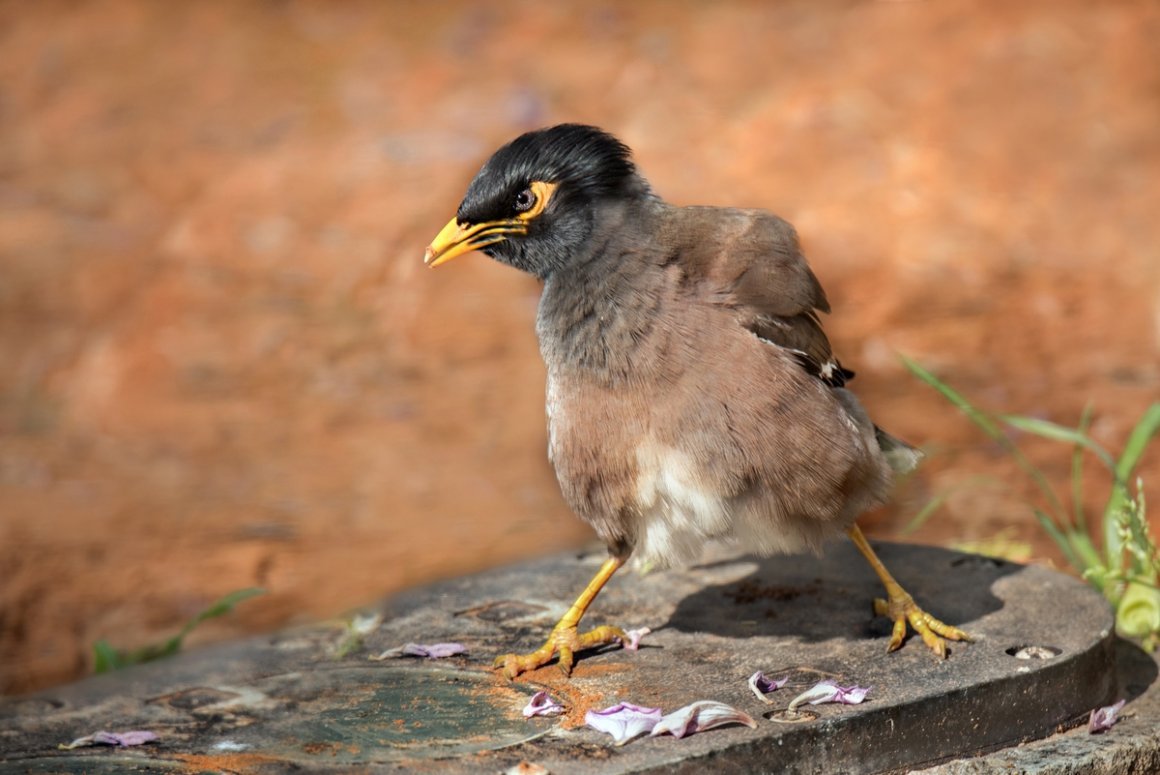 Афганский скворец майна