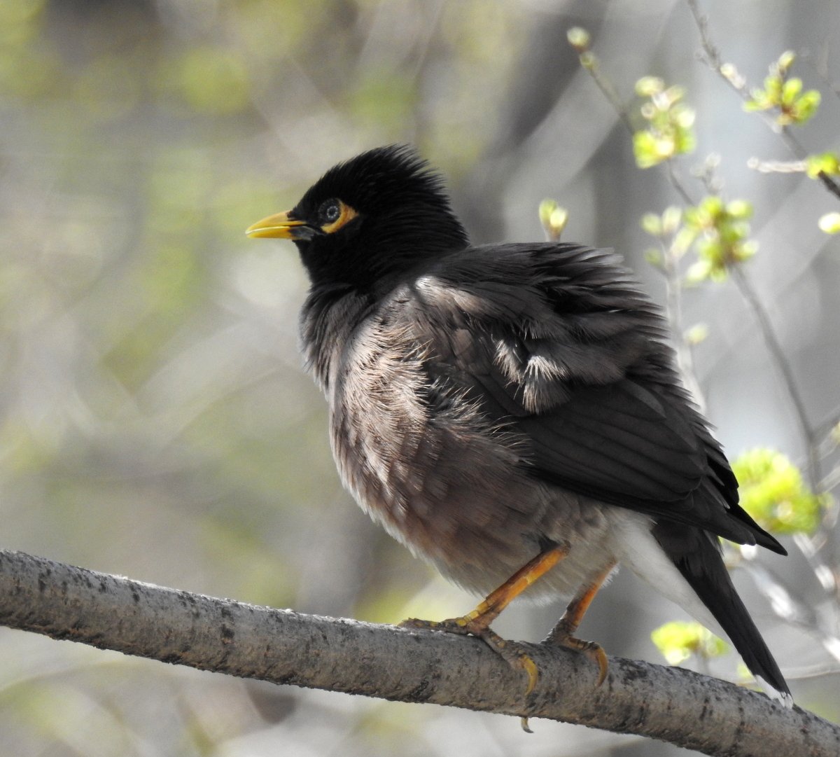Скворцы сокотранский