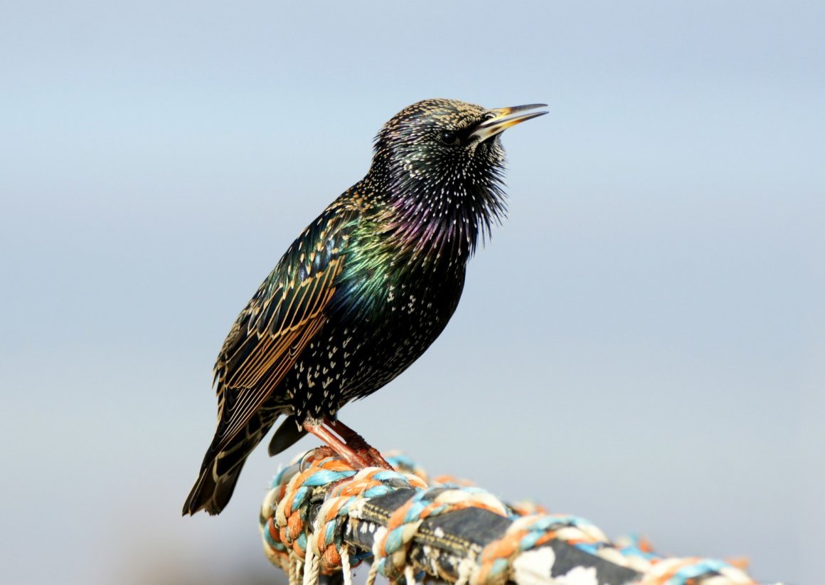 Афганский черный Дрозд