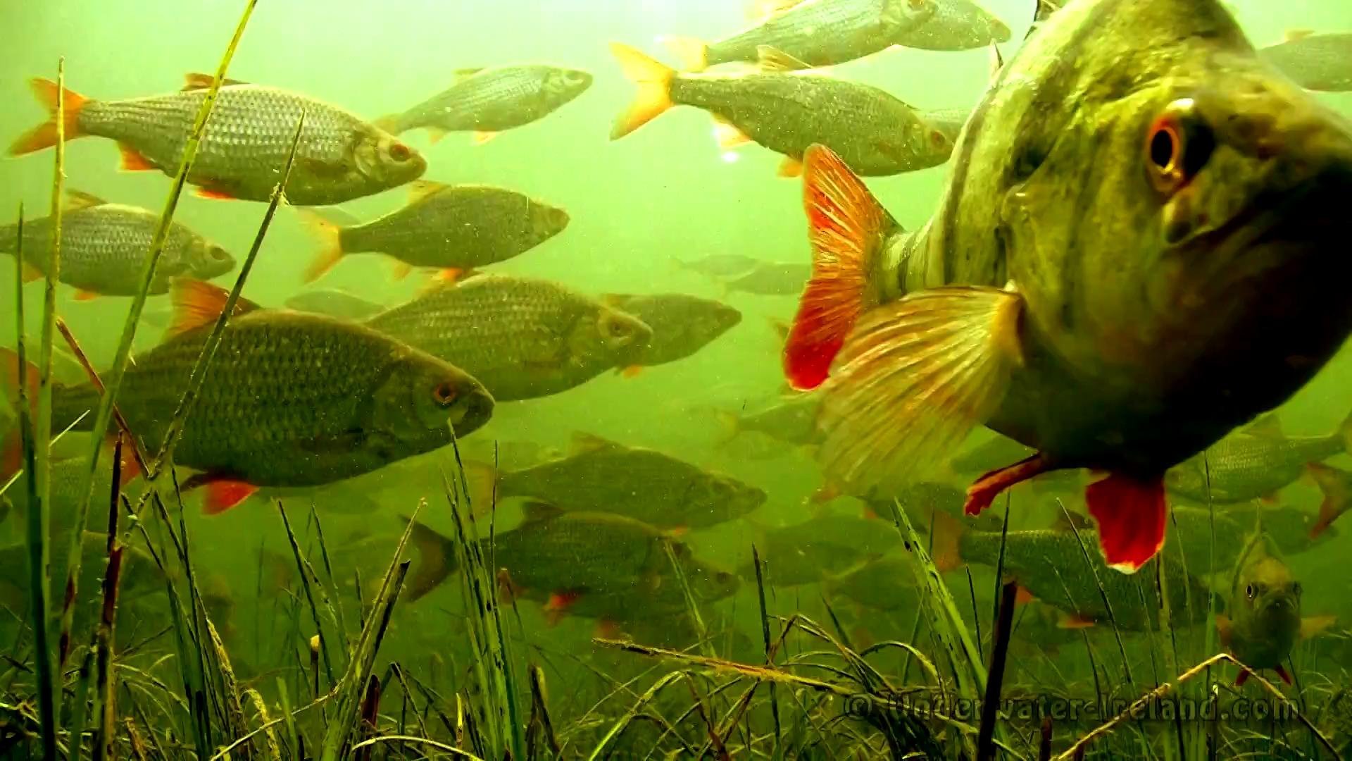 В водоемах живут рыбы. Карась мабуна. Карась Озерный. Рыба в озере. Рыба в реке.
