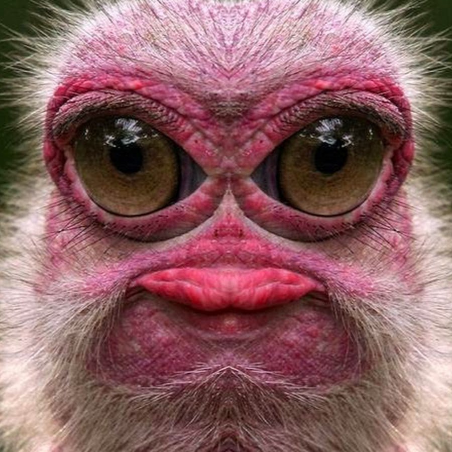 Прикольные морды