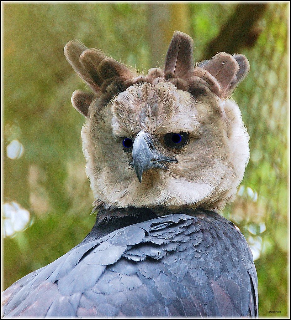 Южноамериканская Гарпия лапа