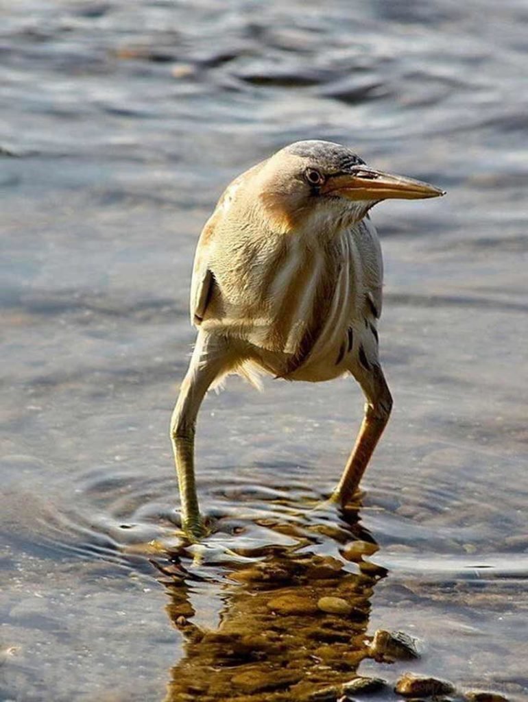 Воробей так блэт